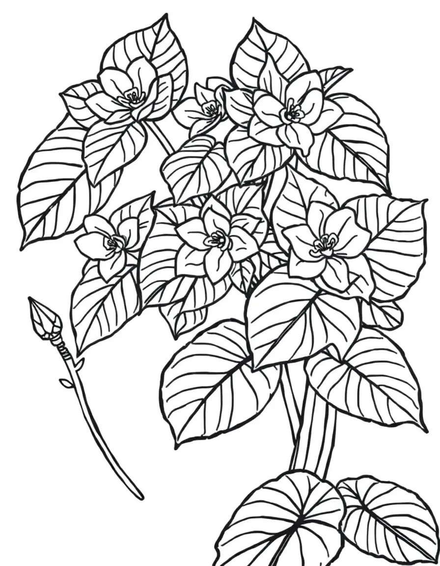 Begonia plants with their patterned leaves and flowers
