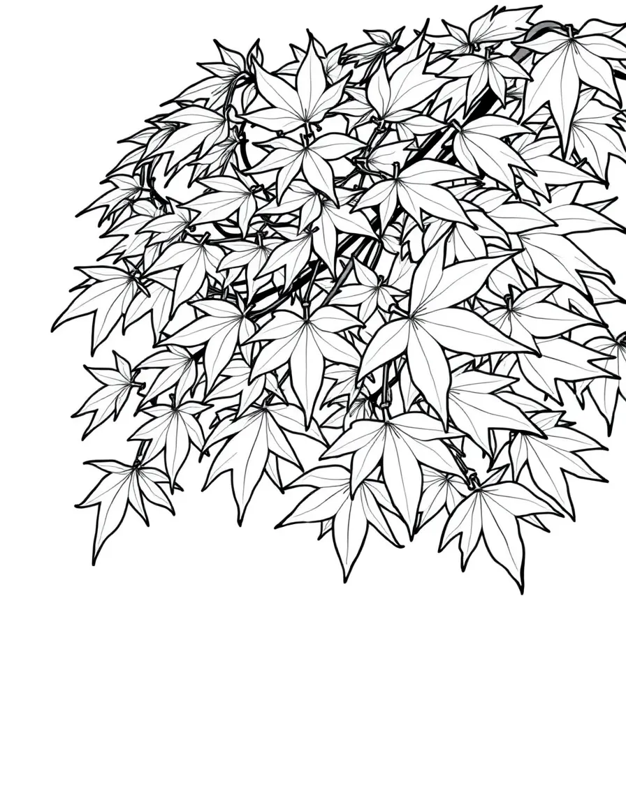 Japanese maple with delicate, star-shaped leaves