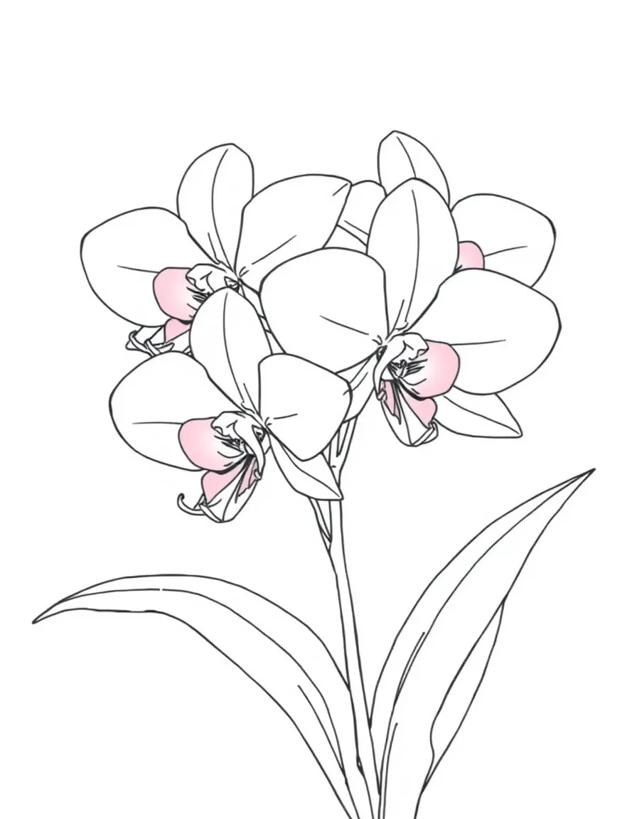 (Mexico) A basic drawing of Mexican vanilla orchids