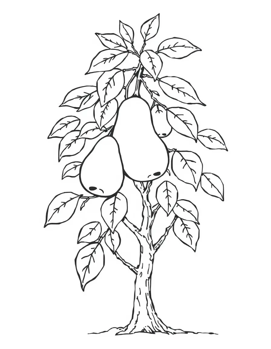 pear tree
