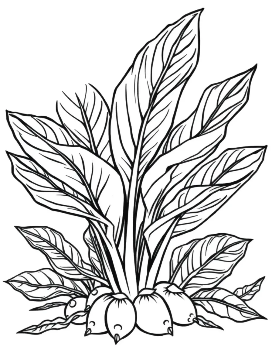 A taro plant with broad leaves and corms below