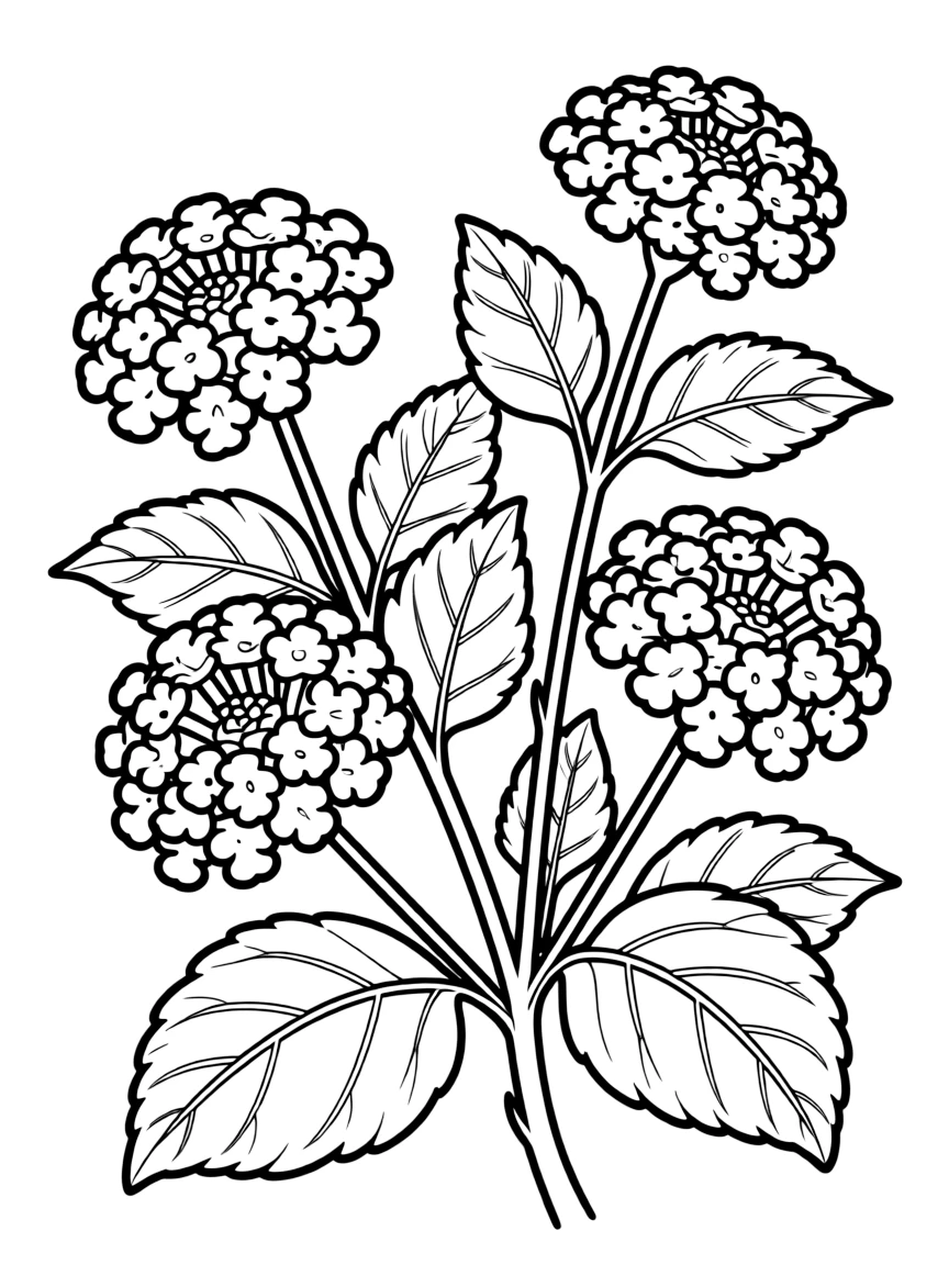 Lantana flowers with their tiny clustered blooms