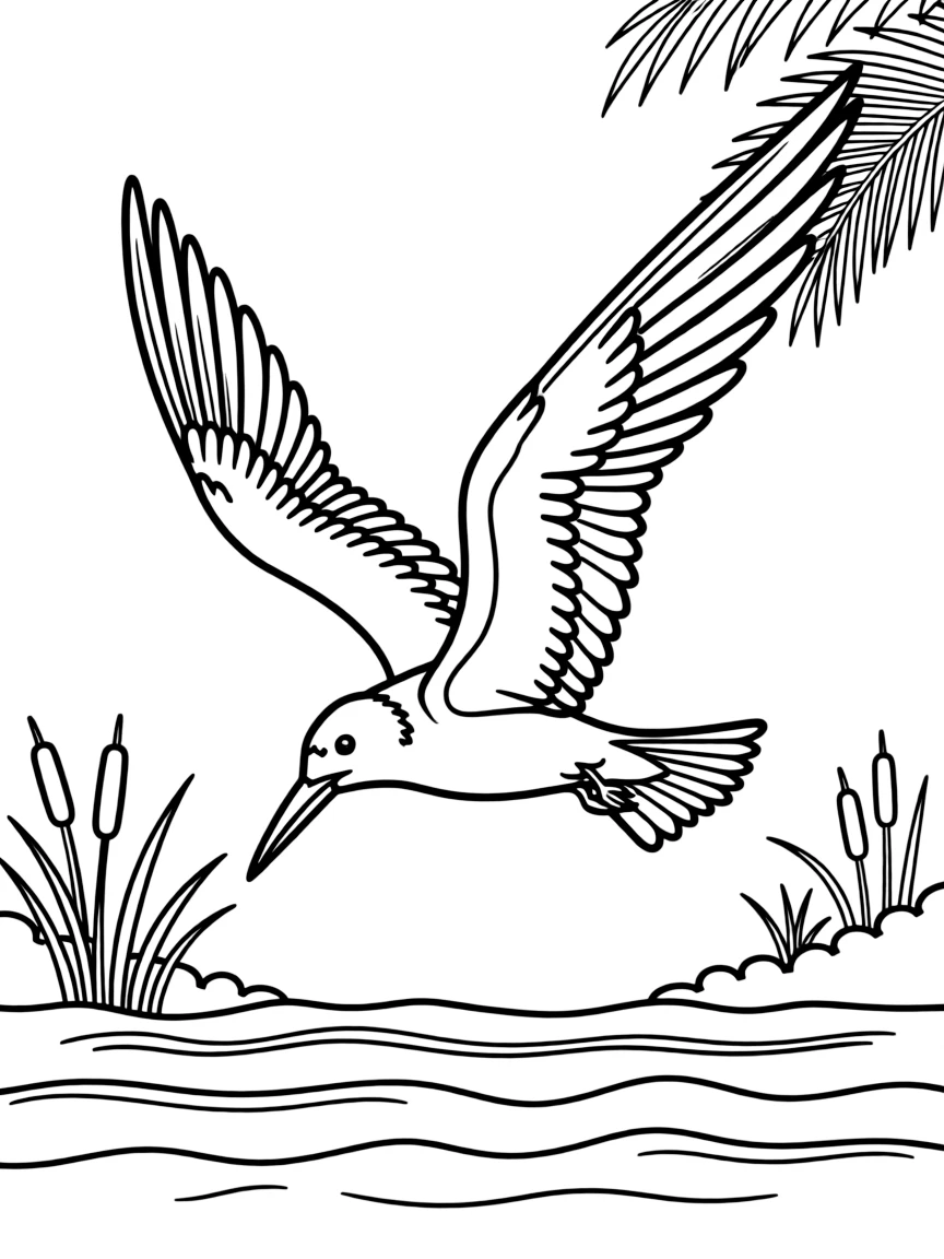 (Florida) A black skimmer flying low over water