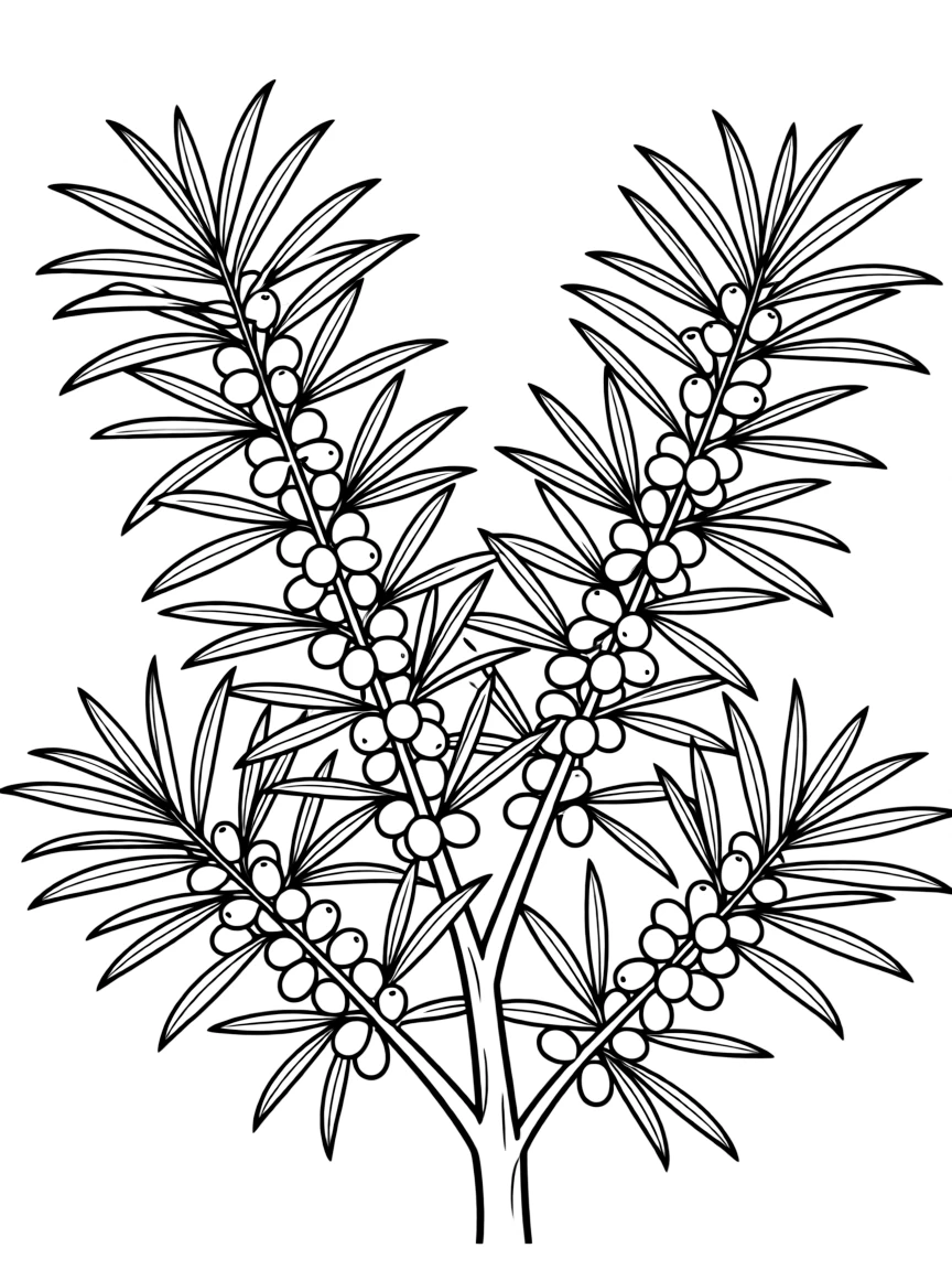 A sea buckthorn plant with orange berries