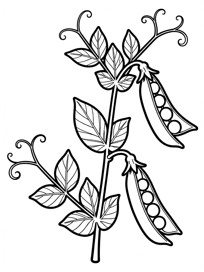 A snow pea plant with flat pods and tendrils