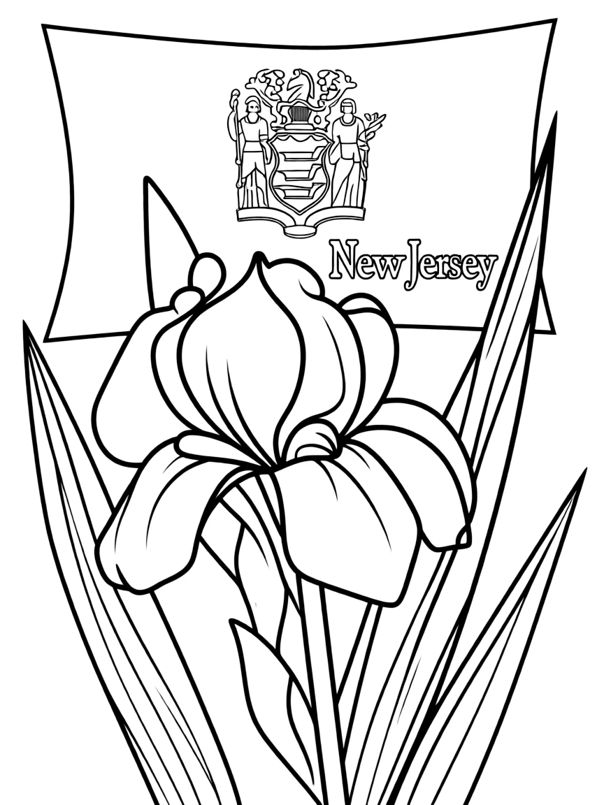 (New Jersey) A Jersey flag iris flower (state flower)