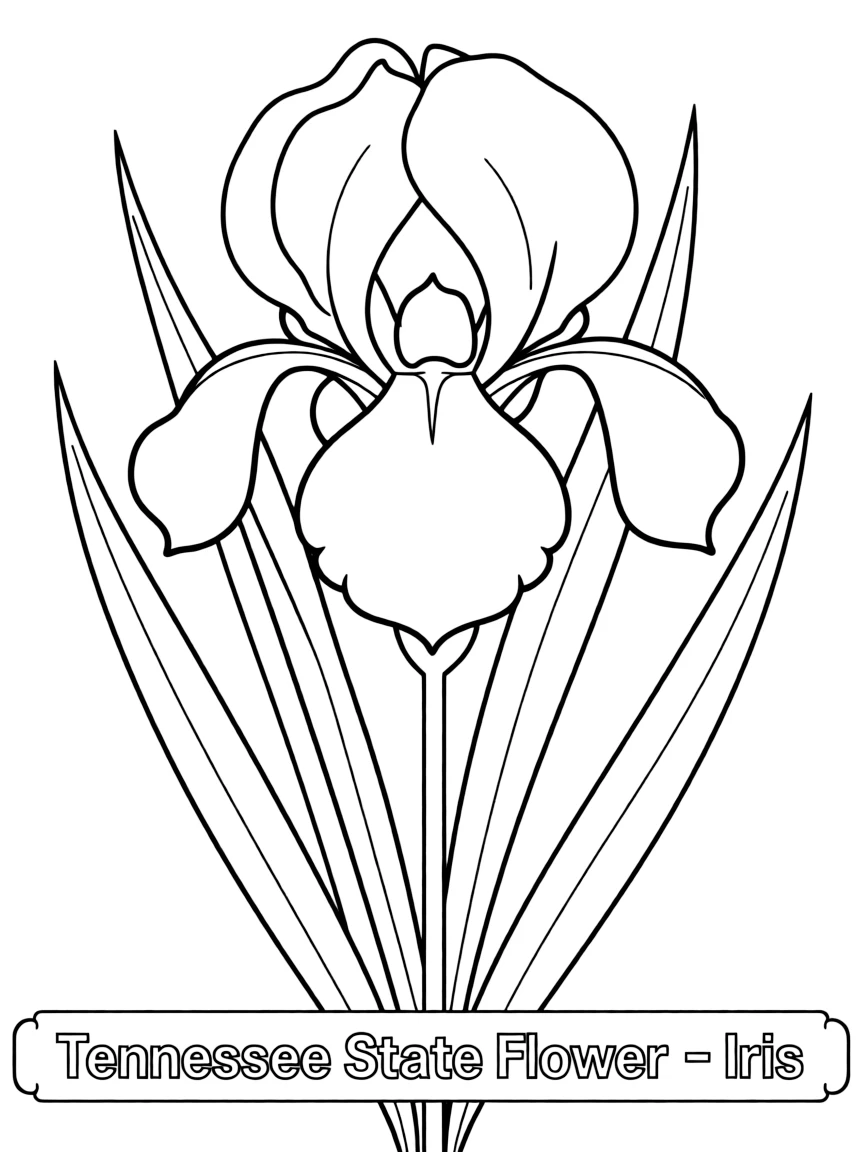 (Tennessee) The Tennessee state flower – Iris